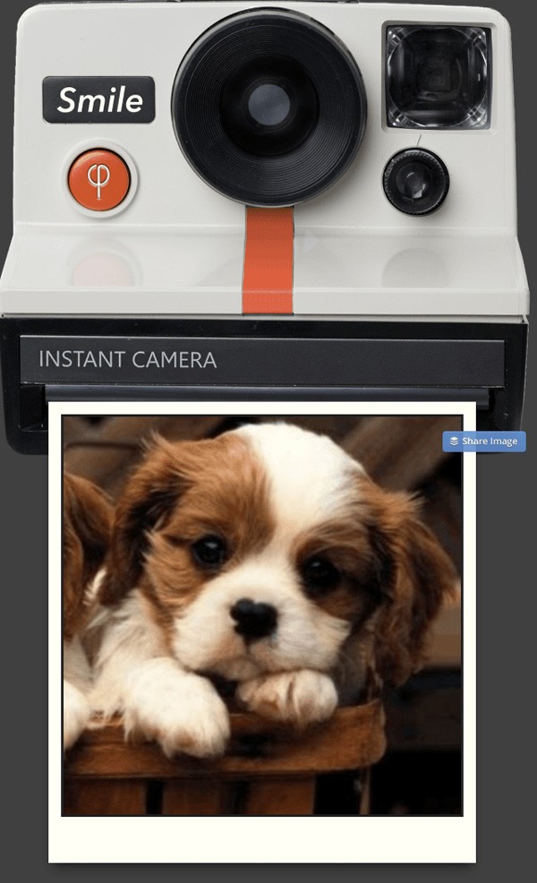 Instant camera image of a dog