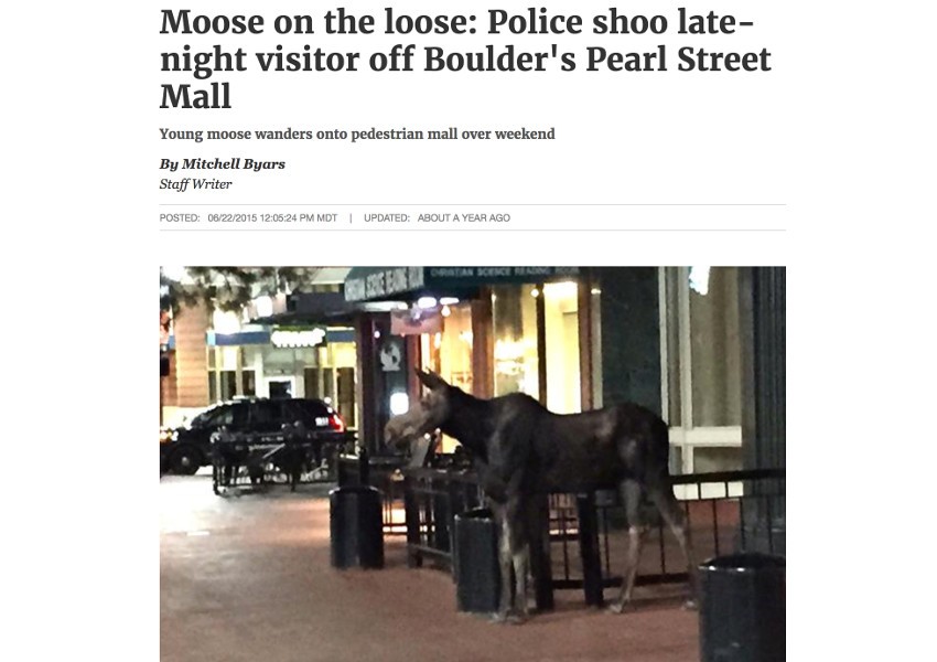News story of a moose in downtown Boulder Colorado