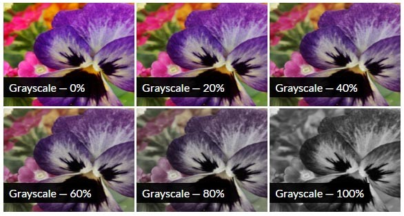 CSS Grayscale Filter Effect