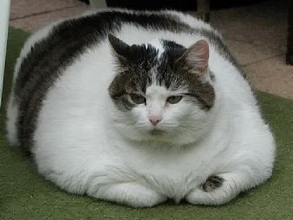 A fat cat is the perfect metaphor for a bloated WordPress theme