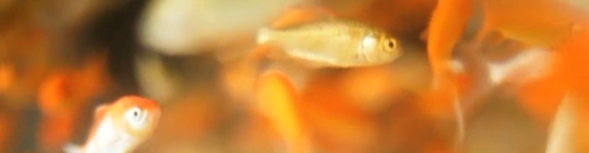 tiny goldfish in a crowded aquarium