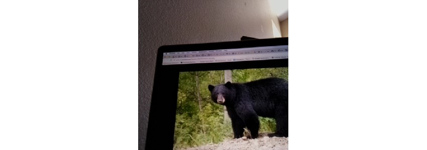Picture of a bear taken with Android Things device