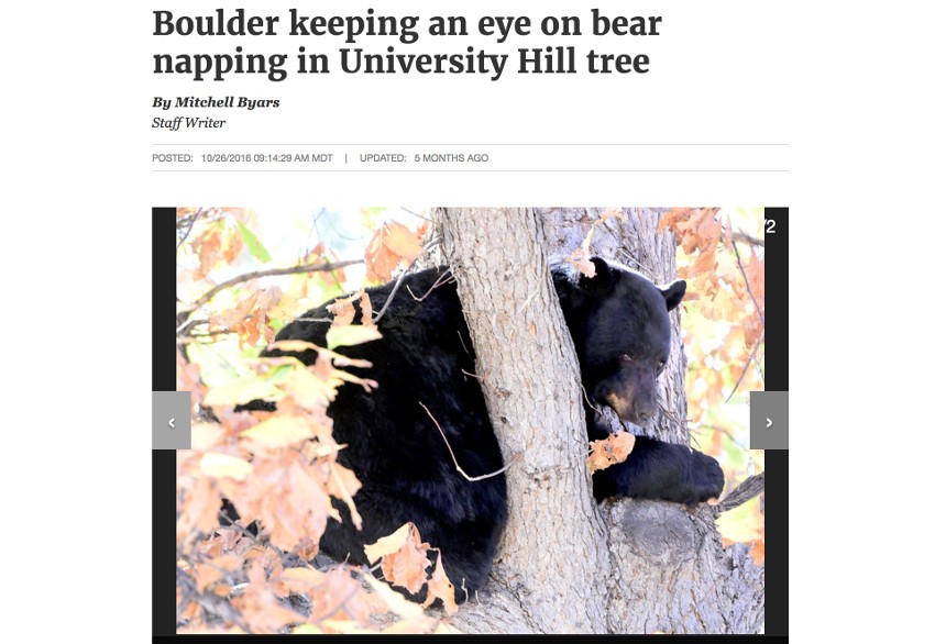 News article of a bear at CU Boulder in Colorado
