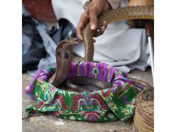 PageSpeed Cobra photo from India